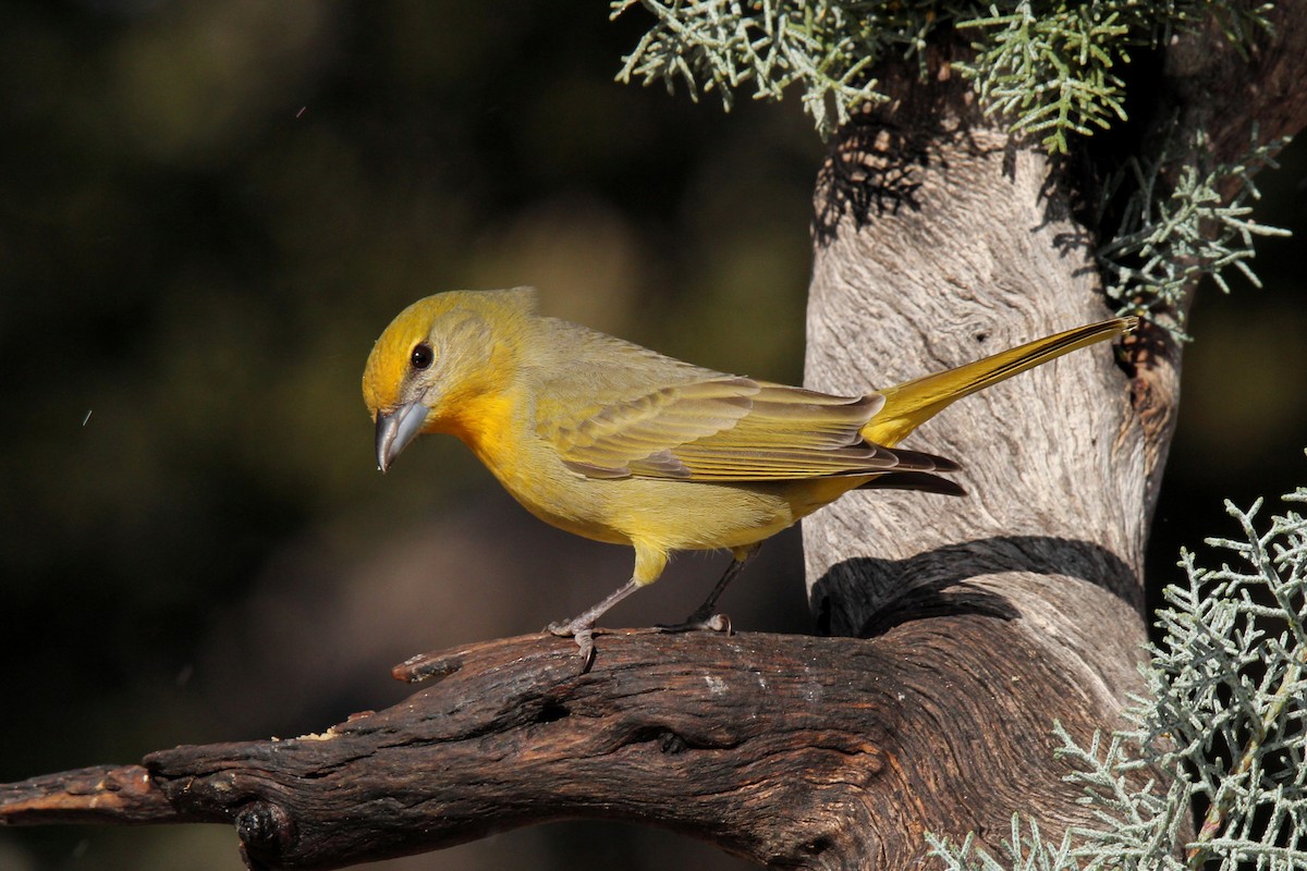 Hepatic Tanager - Tony Battiste