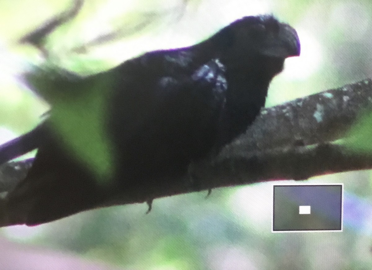 Groove-billed Ani - Adam McInroy