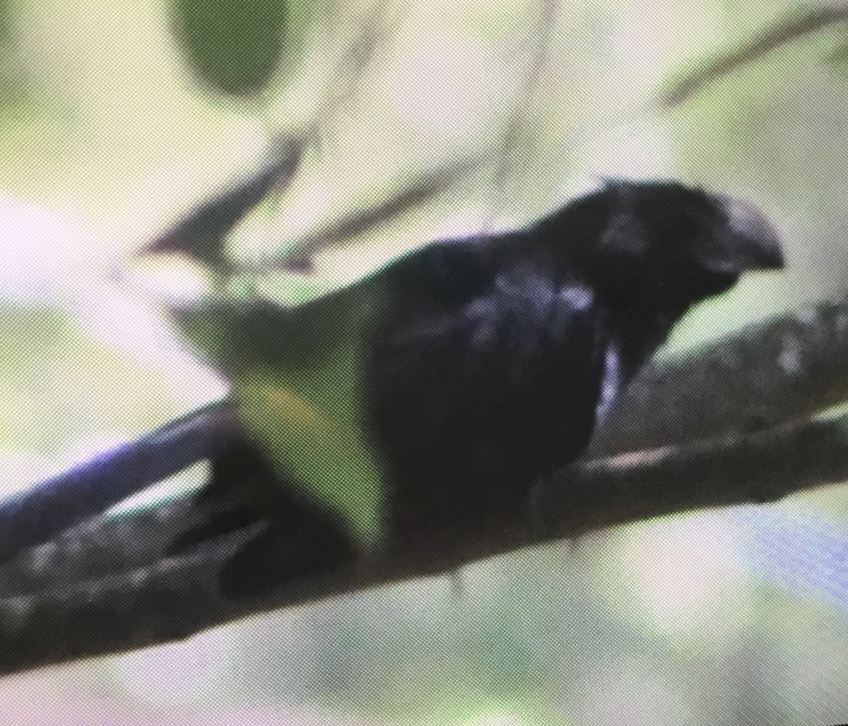 Groove-billed Ani - ML228731921