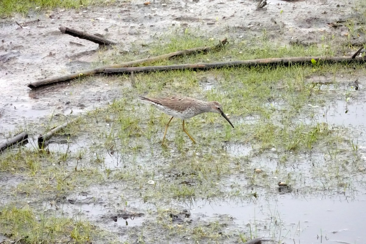 Stilt Sandpiper - ML228732081