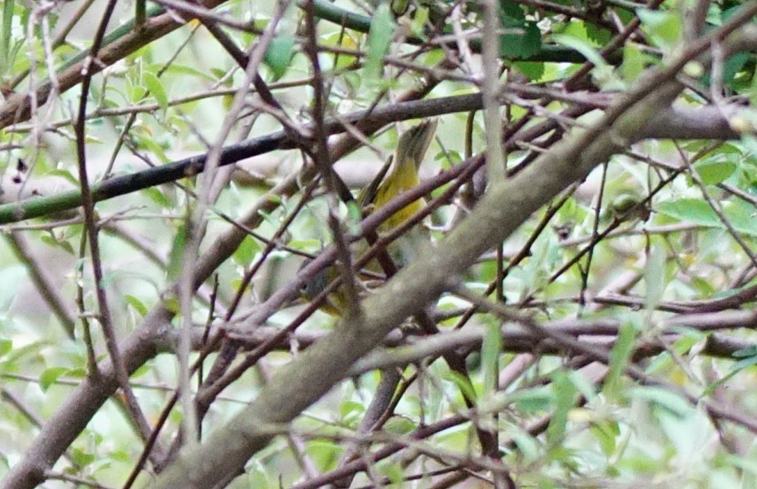 Nashville Warbler - Dennis Mersky