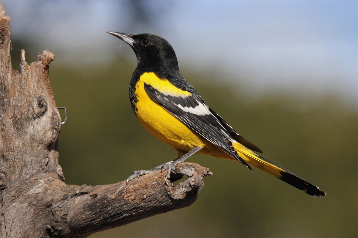 Scott's Oriole - Tony Battiste