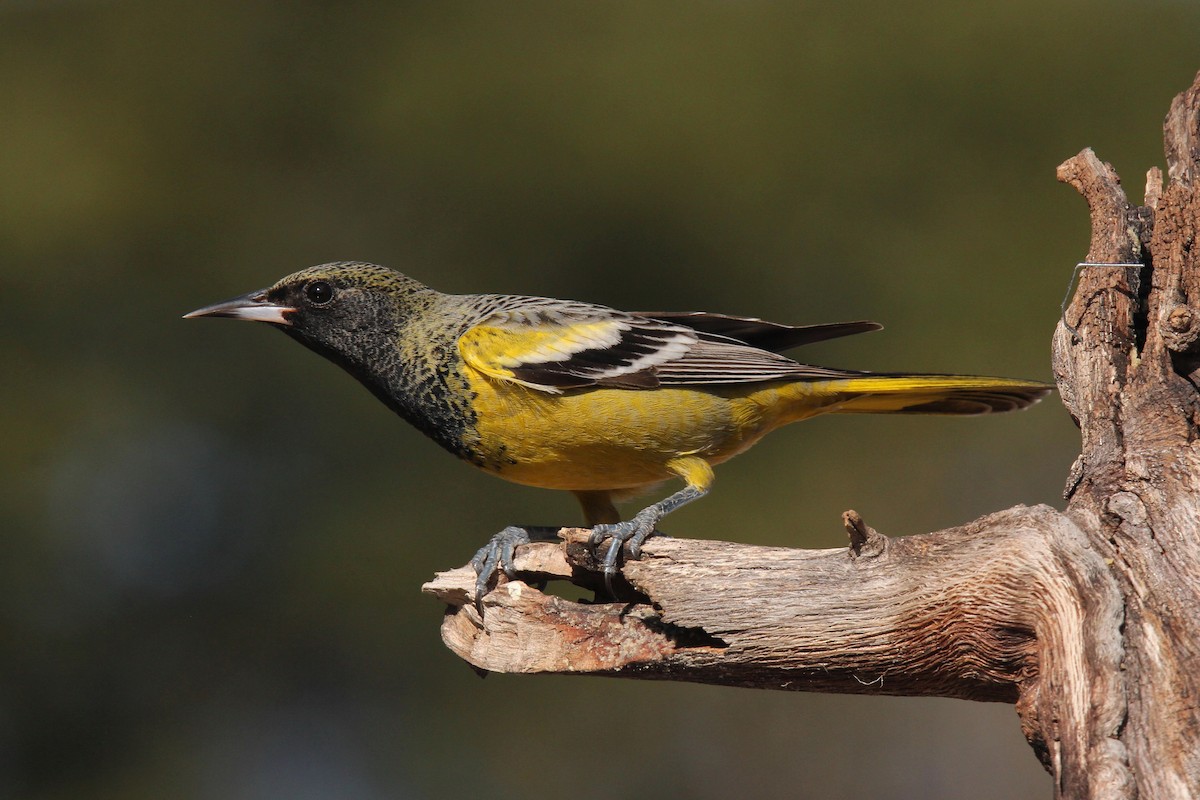 Oriole jaune-verdâtre - ML22873291