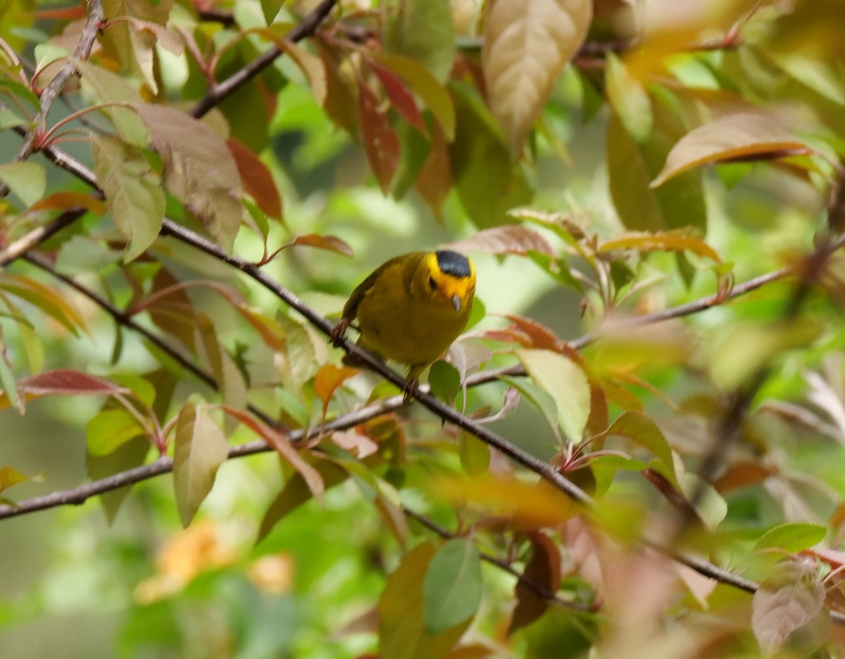 Wilson's Warbler - William  Kimzey