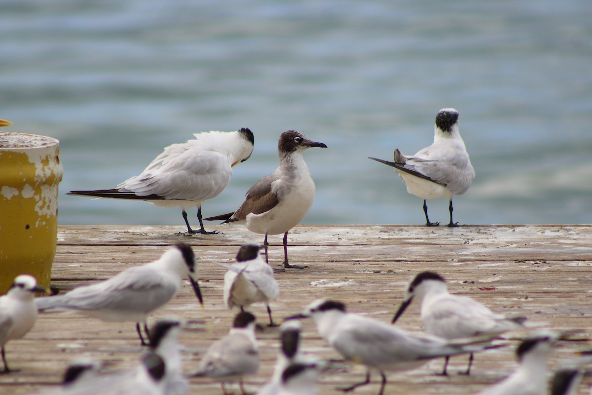 Franklin's Gull - ML22873551