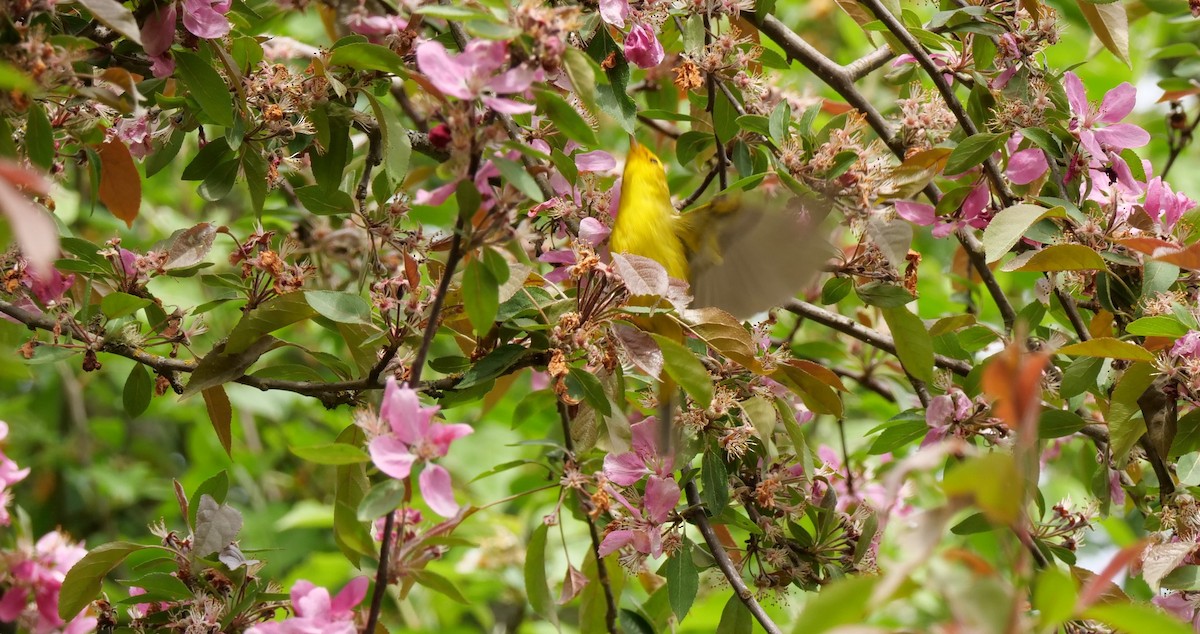 Wilson's Warbler - ML228736261