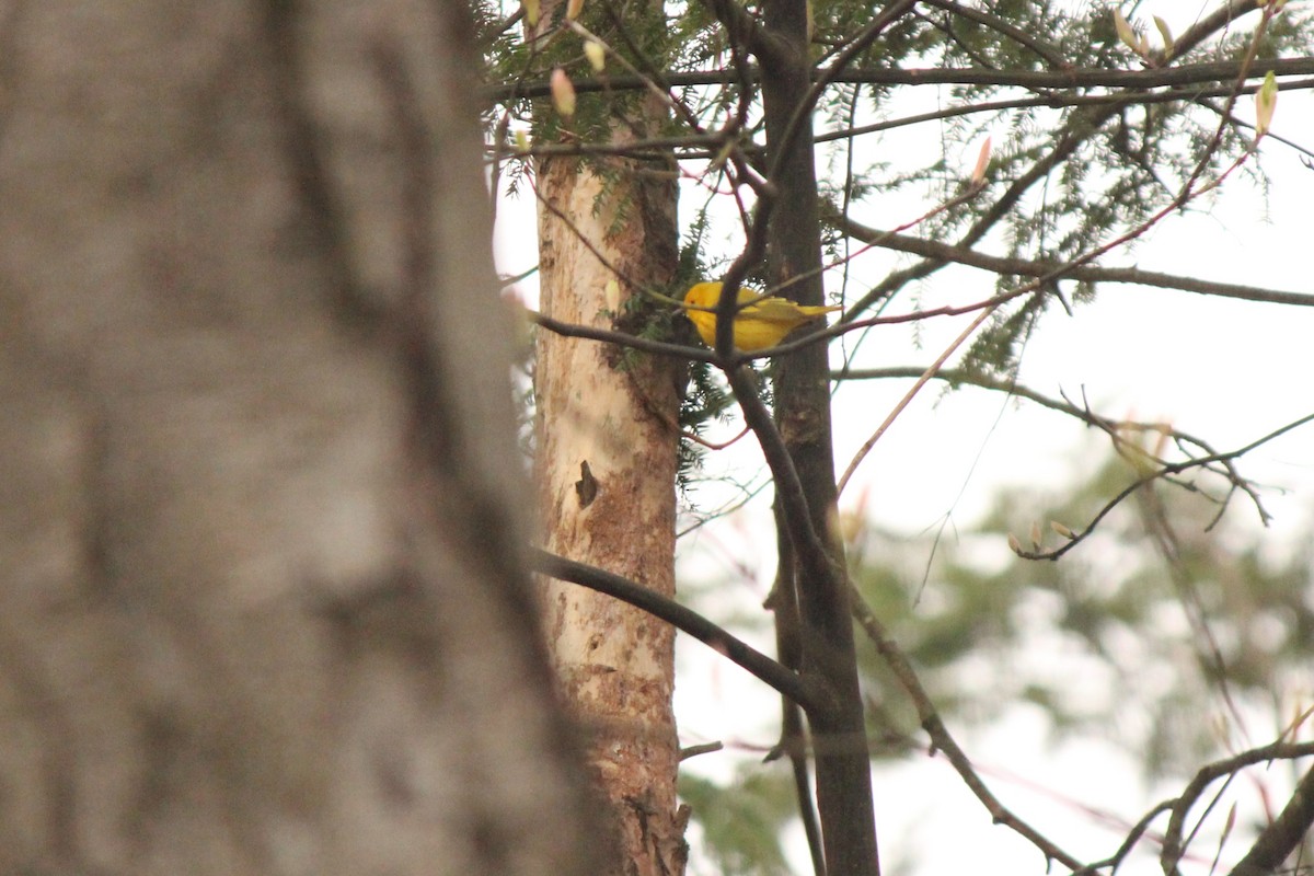 Yellow Warbler - ML228736501