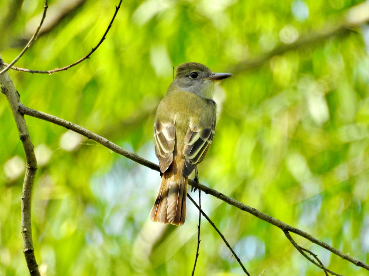 Great Crested Flycatcher - ML228736681