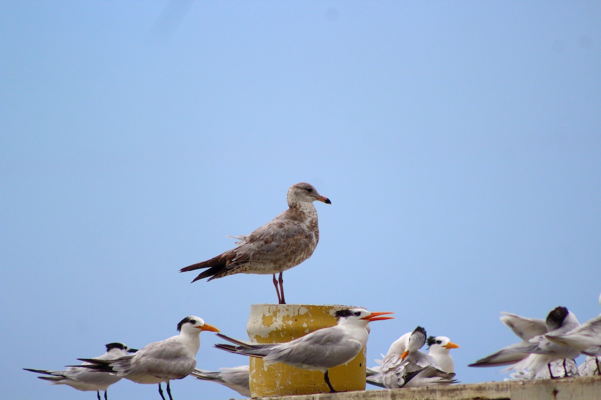 Ring-billed Gull - ML22873691