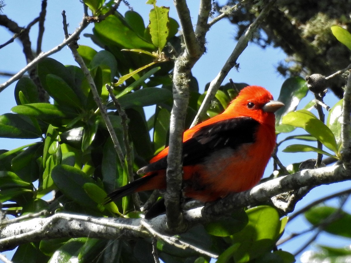 Scarlet Tanager - ML228737011