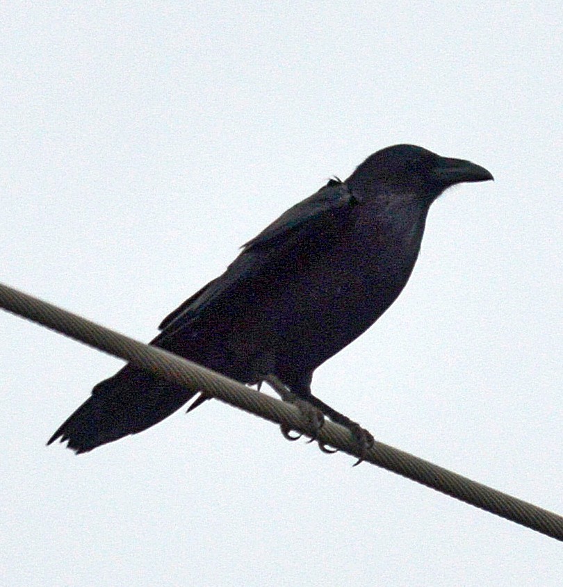 Common Raven - ML22873741