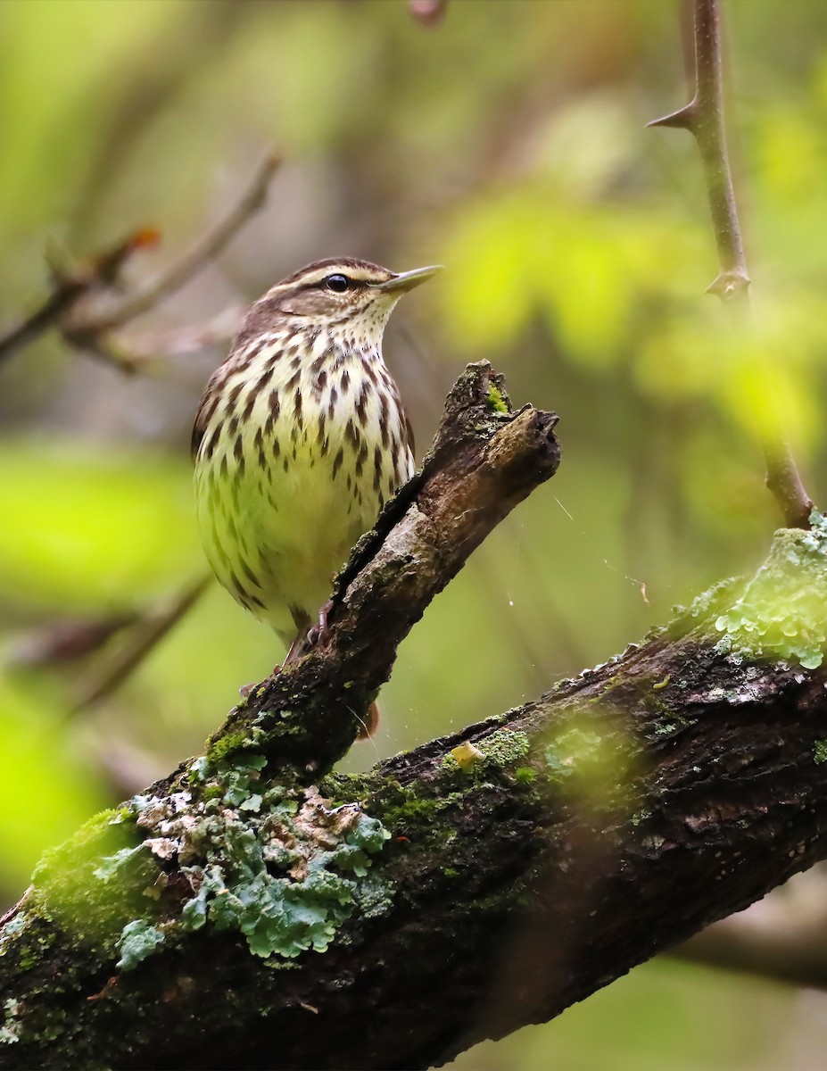 Northern Waterthrush - ML228739941