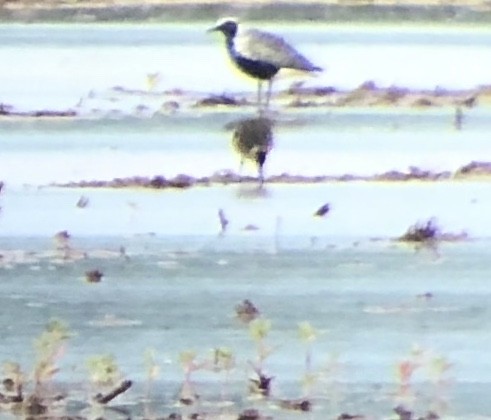 Black-bellied Plover - ML228740131