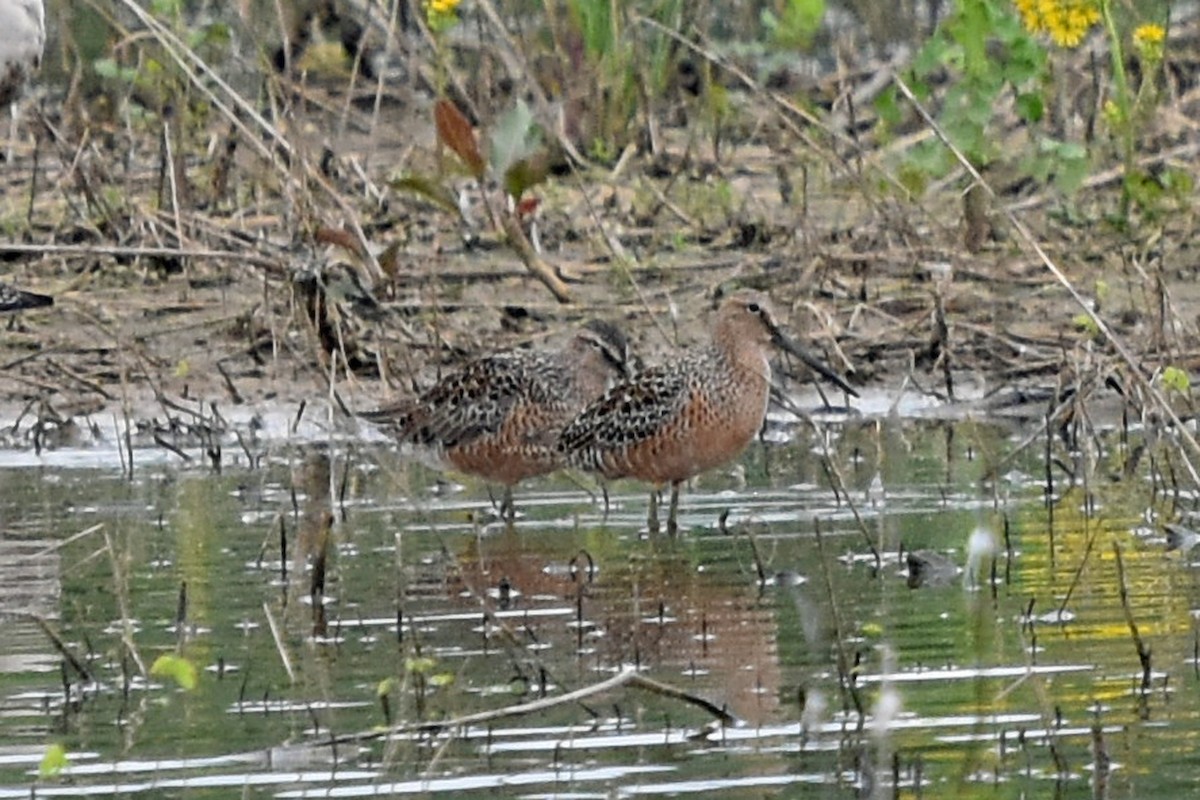 Long-billed Dowitcher - ML228740641