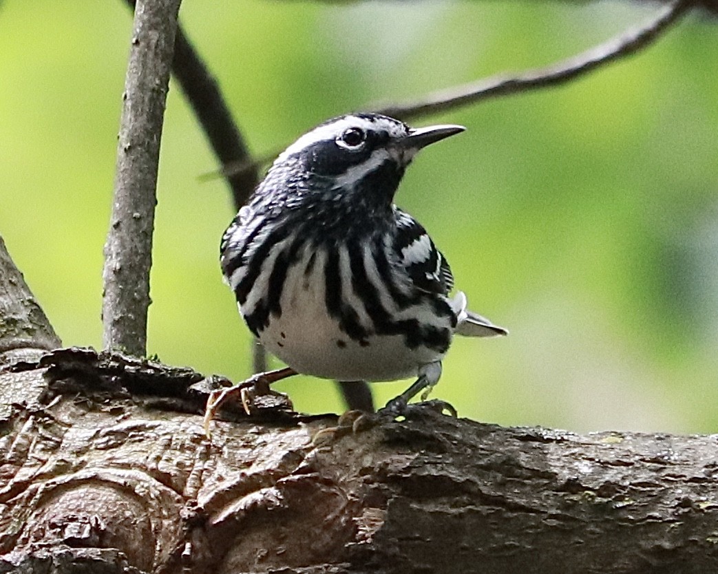 Black-and-white Warbler - Frank Klotz