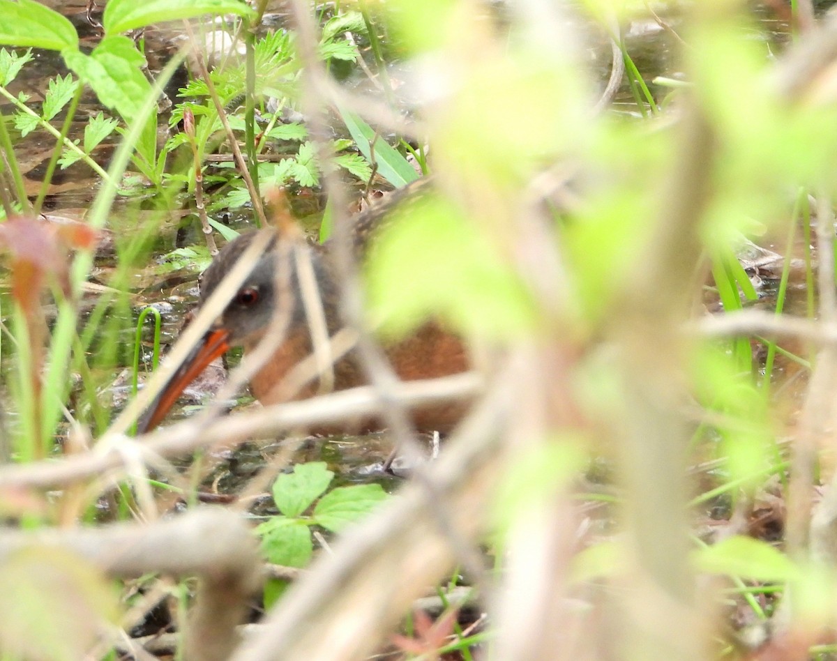 Virginia Rail - ML228743231