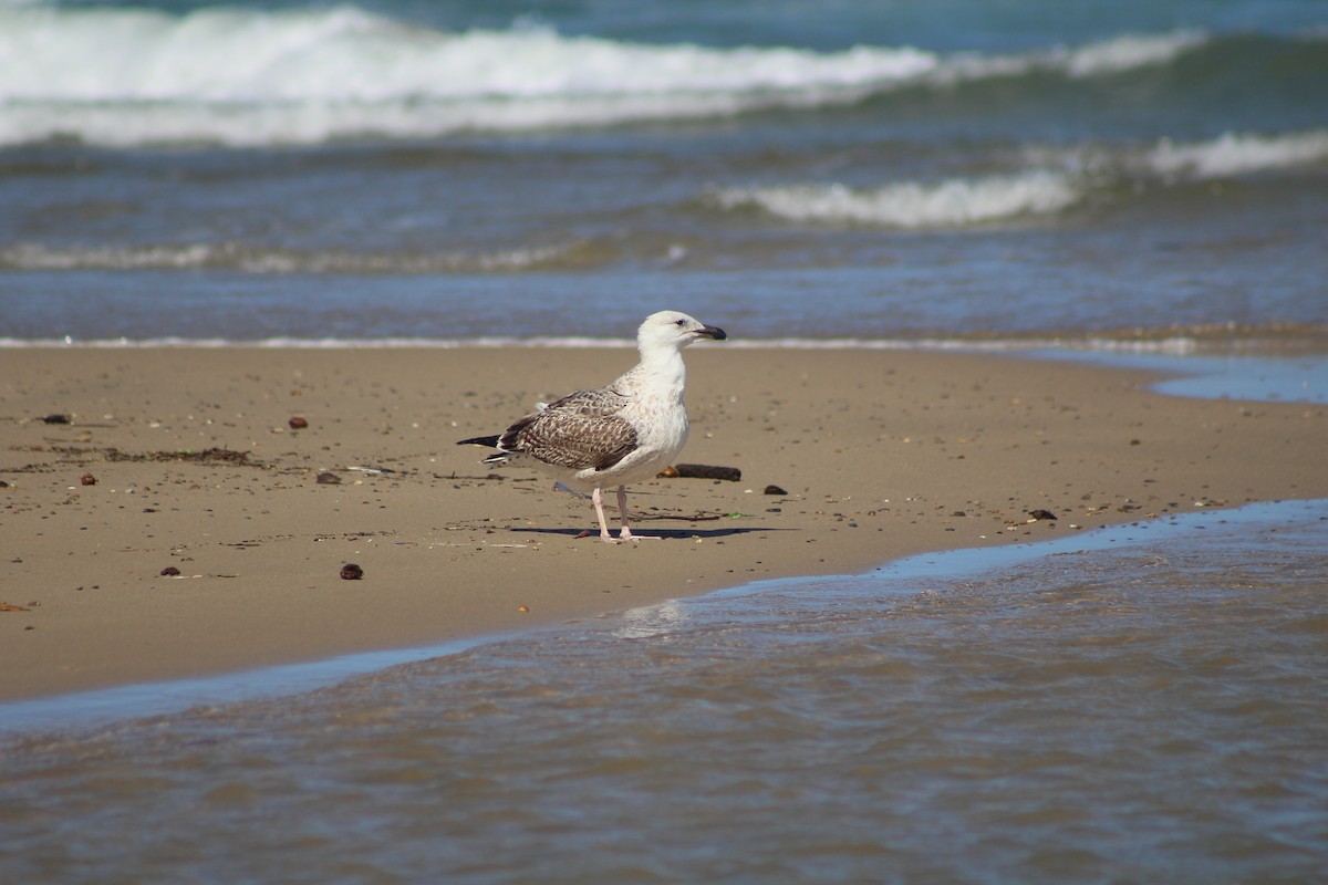 Great Black-backed Gull - ML22874521