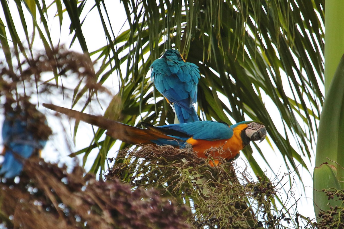 Blue-and-yellow Macaw - ML228745501