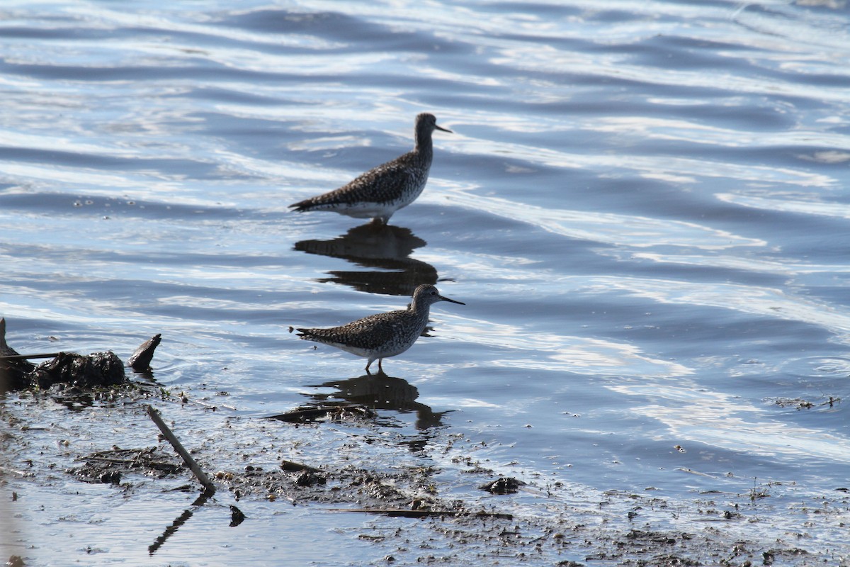 Lesser Yellowlegs - Adeline Dauer