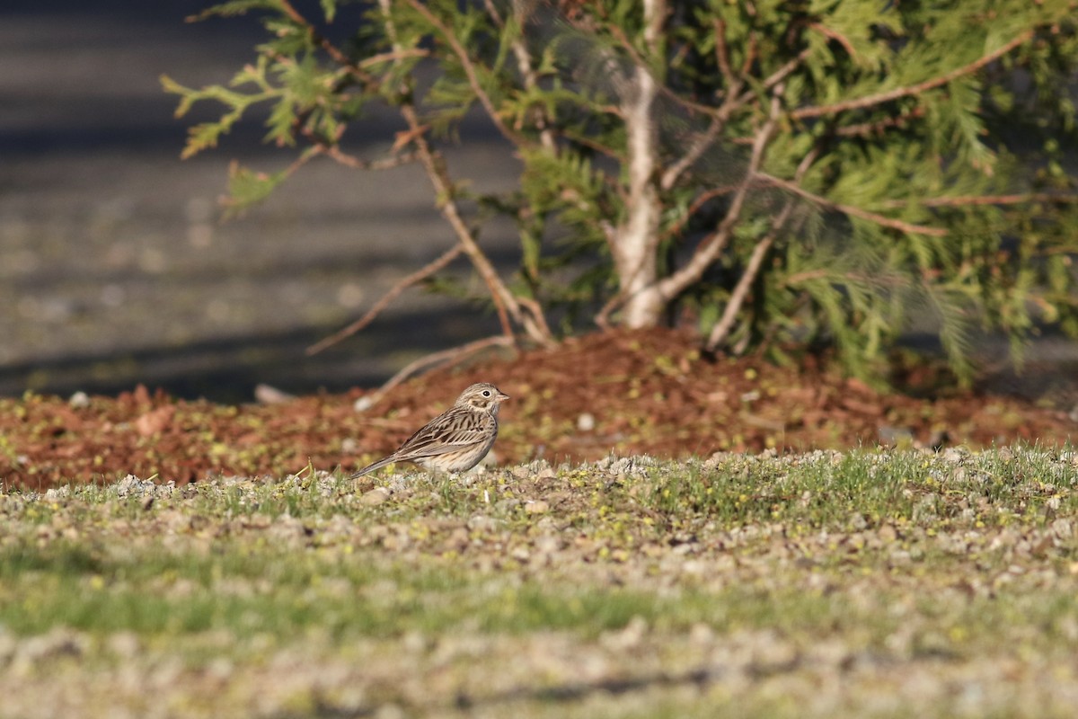 Vesper Sparrow - ML228749641