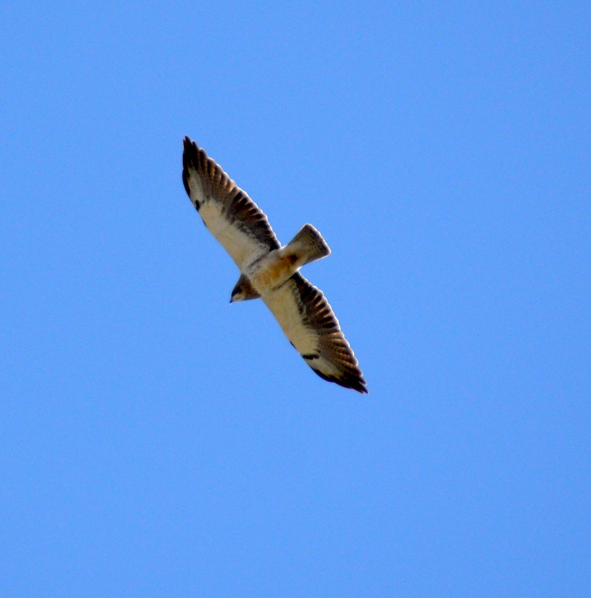 Swainson's Hawk - ML228751871