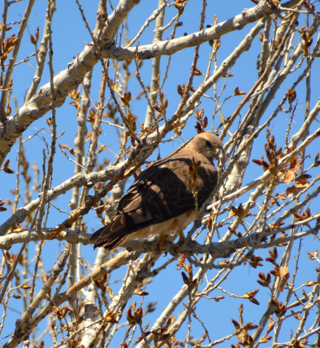 Swainson's Hawk - ML228751951