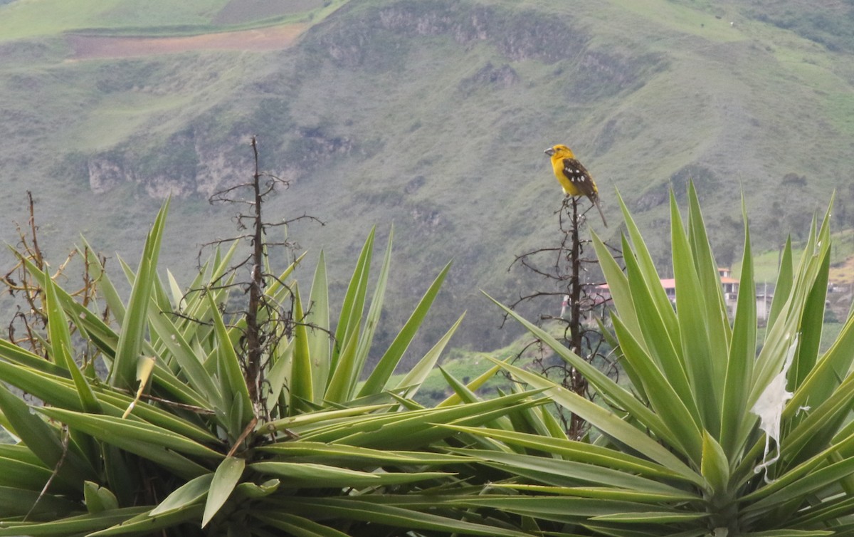 Golden Grosbeak - ML228754101