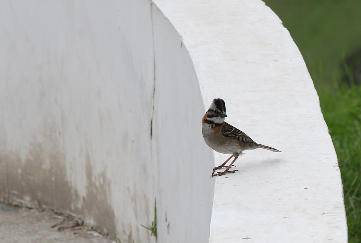 Rufous-collared Sparrow - ML228755111