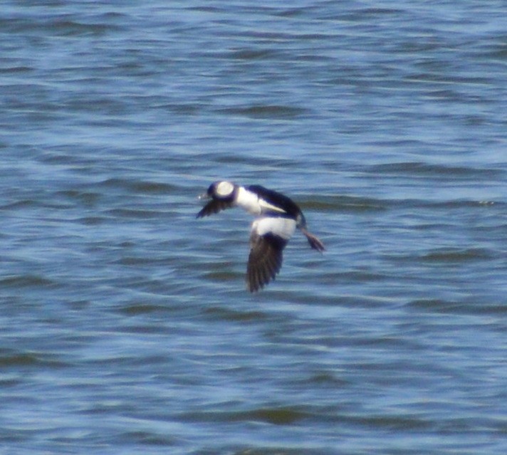Bufflehead - ML228755121