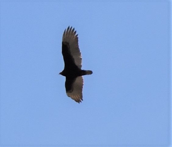 Turkey Vulture - ML228755401
