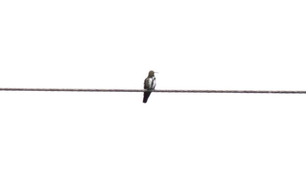 kolibřík tropický - ML228755711