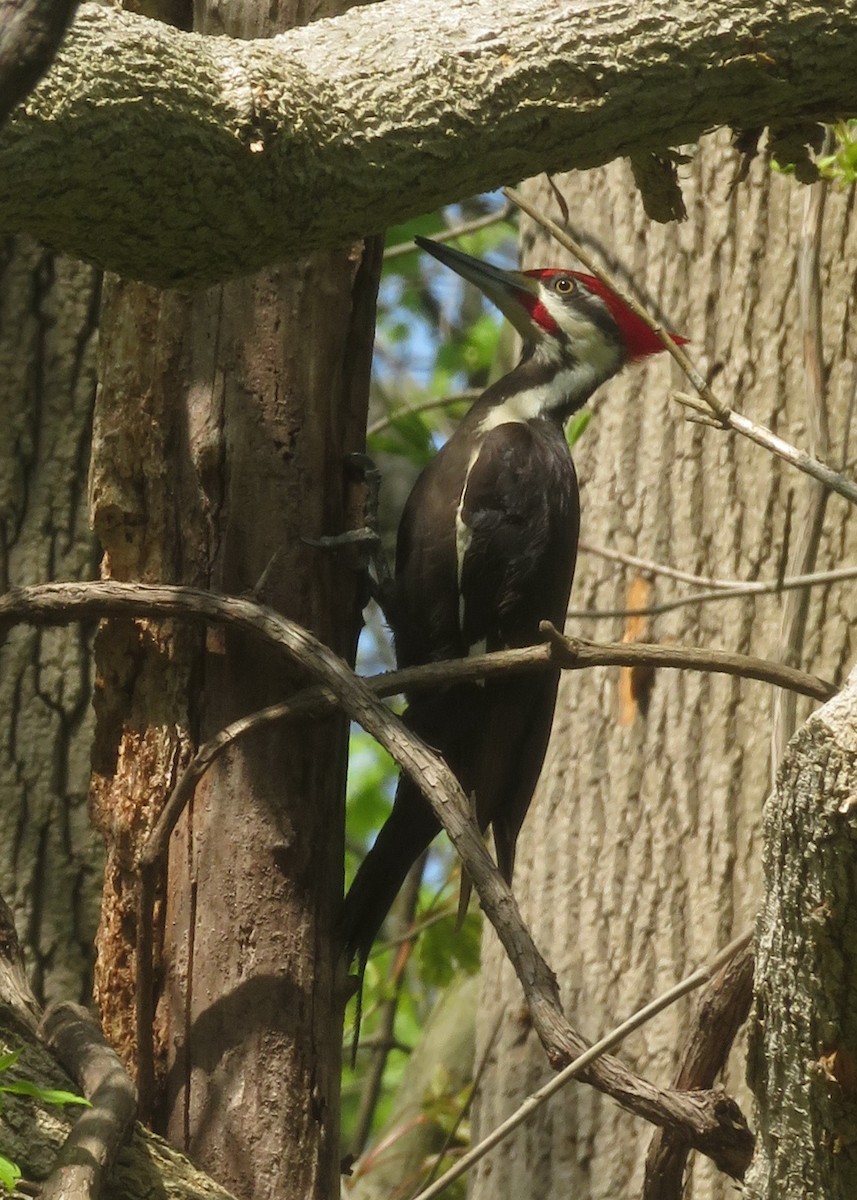 Pileated Woodpecker - ML228756681