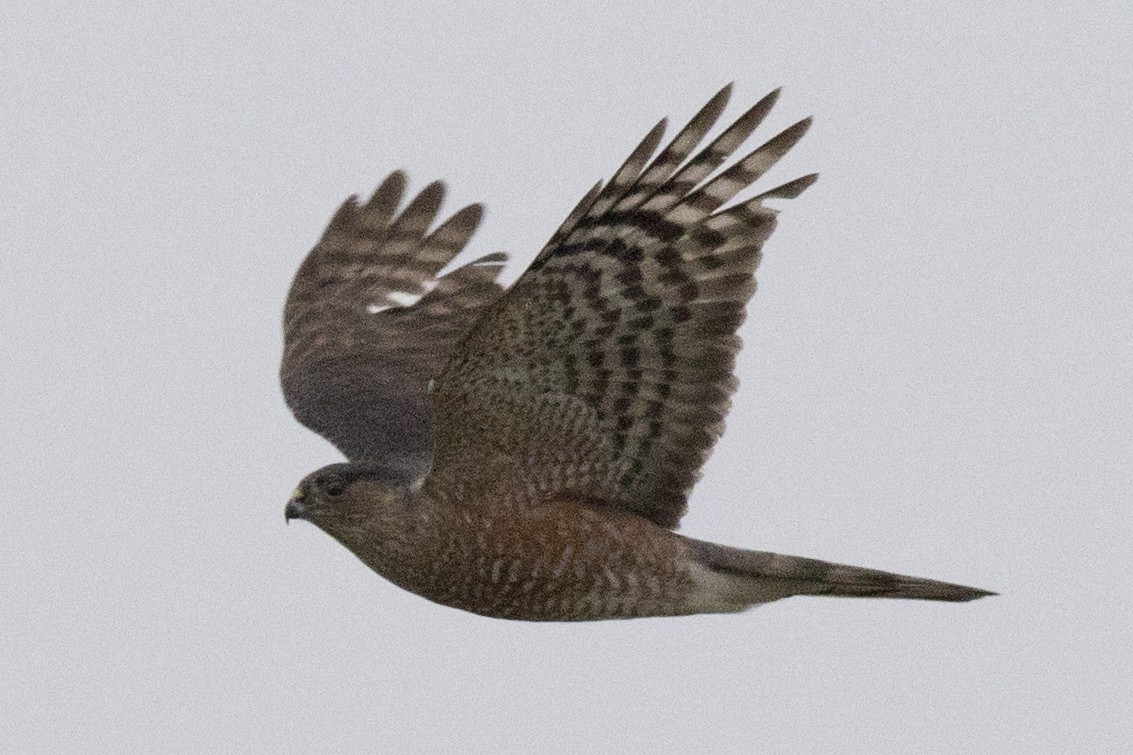 Sharp-shinned Hawk - ML228758071