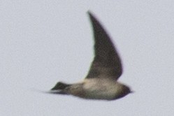 Cliff Swallow (pyrrhonota Group) - ML228760091