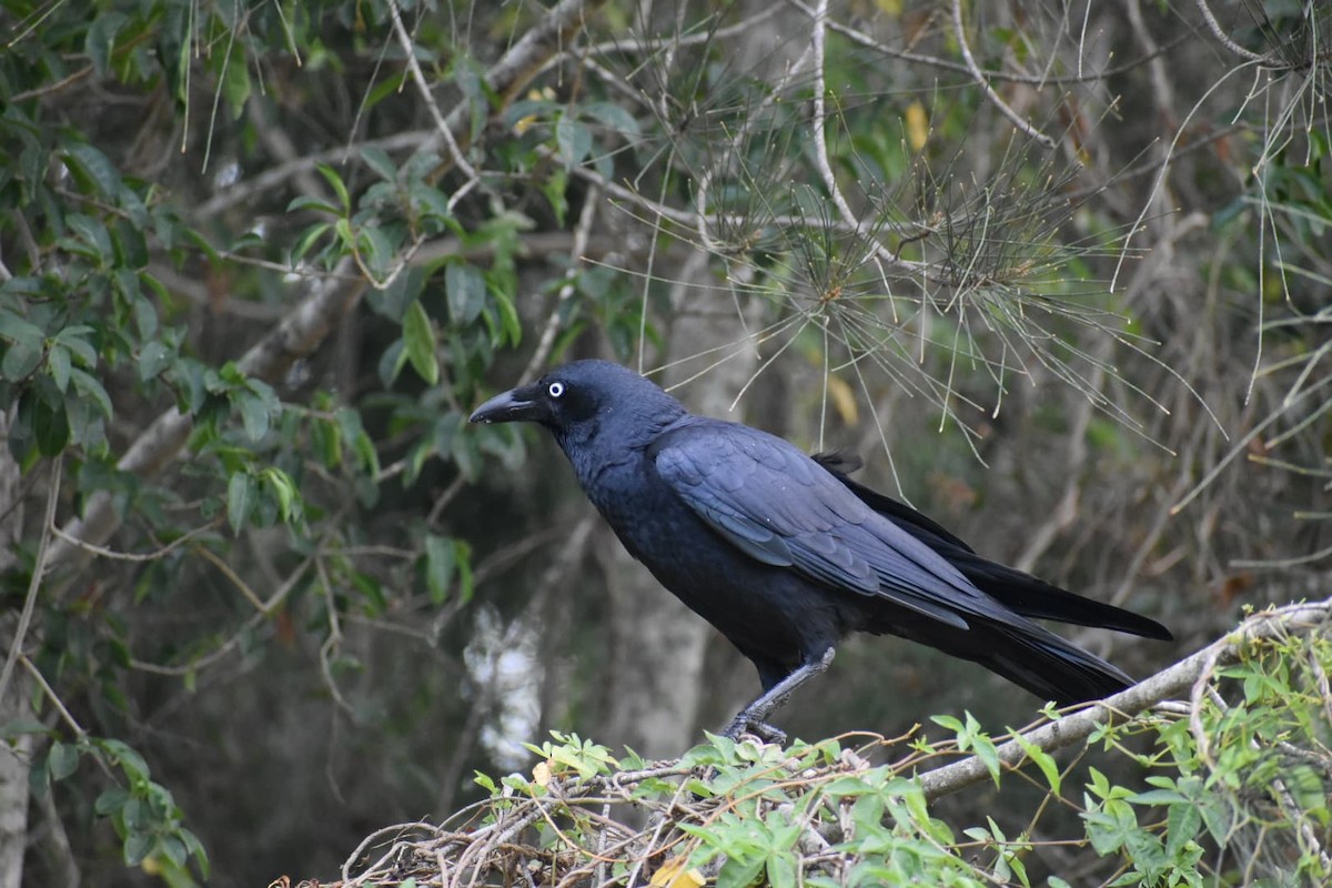 Torresian Crow - ML228762381