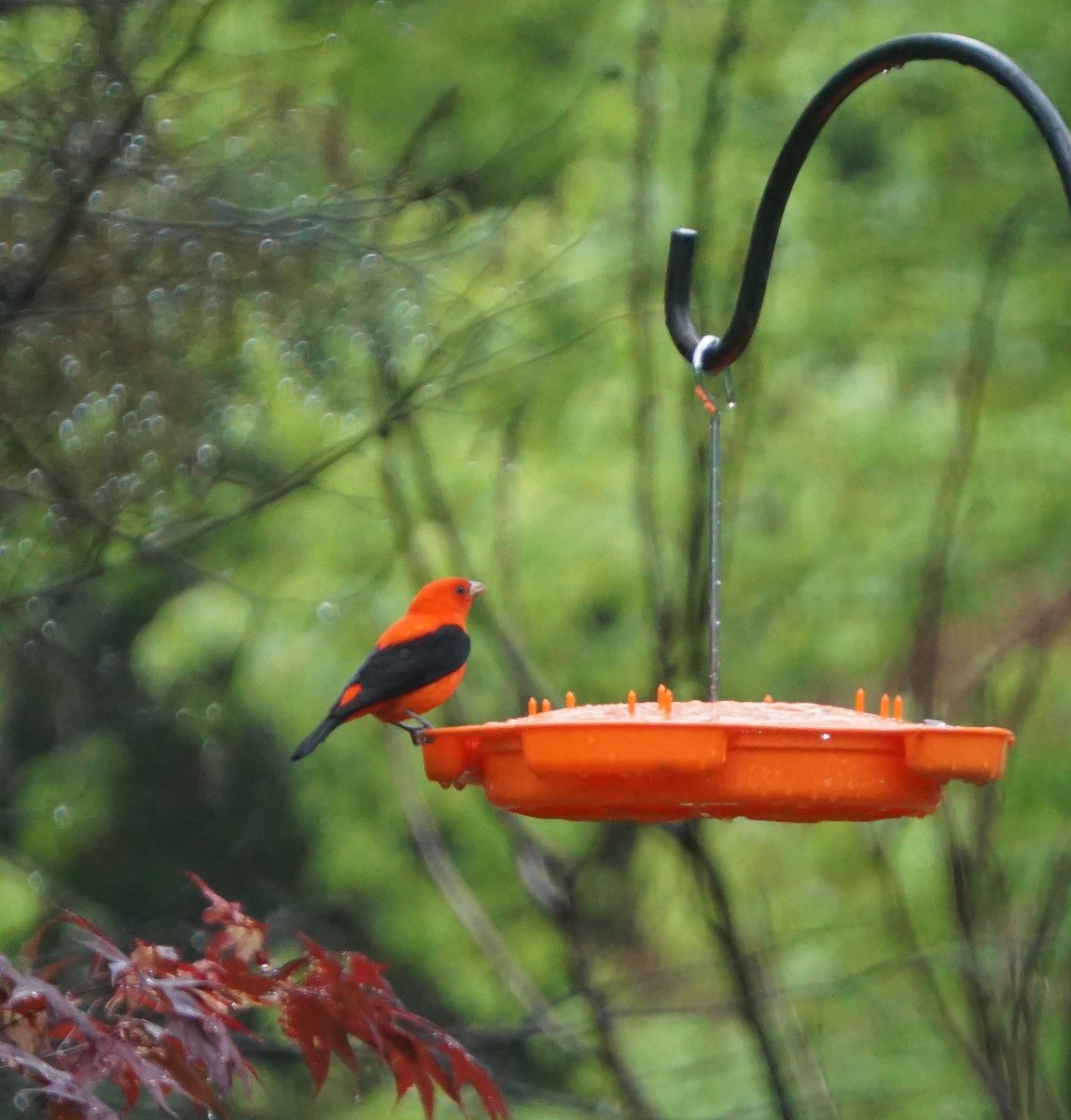 Scarlet Tanager - Cindy K