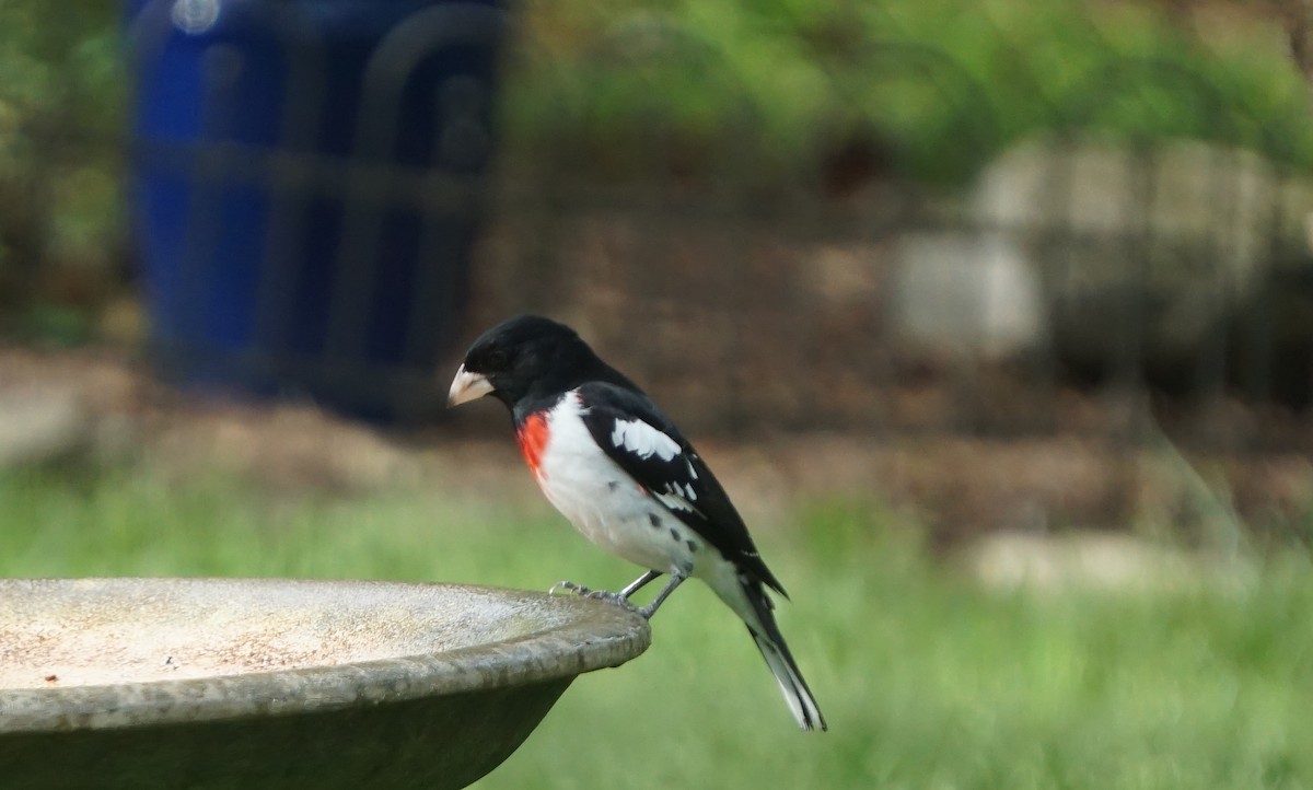 Cardinal à poitrine rose - ML228764021