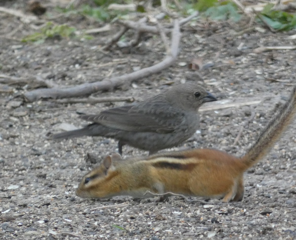 Brown-headed Cowbird - ML228764281