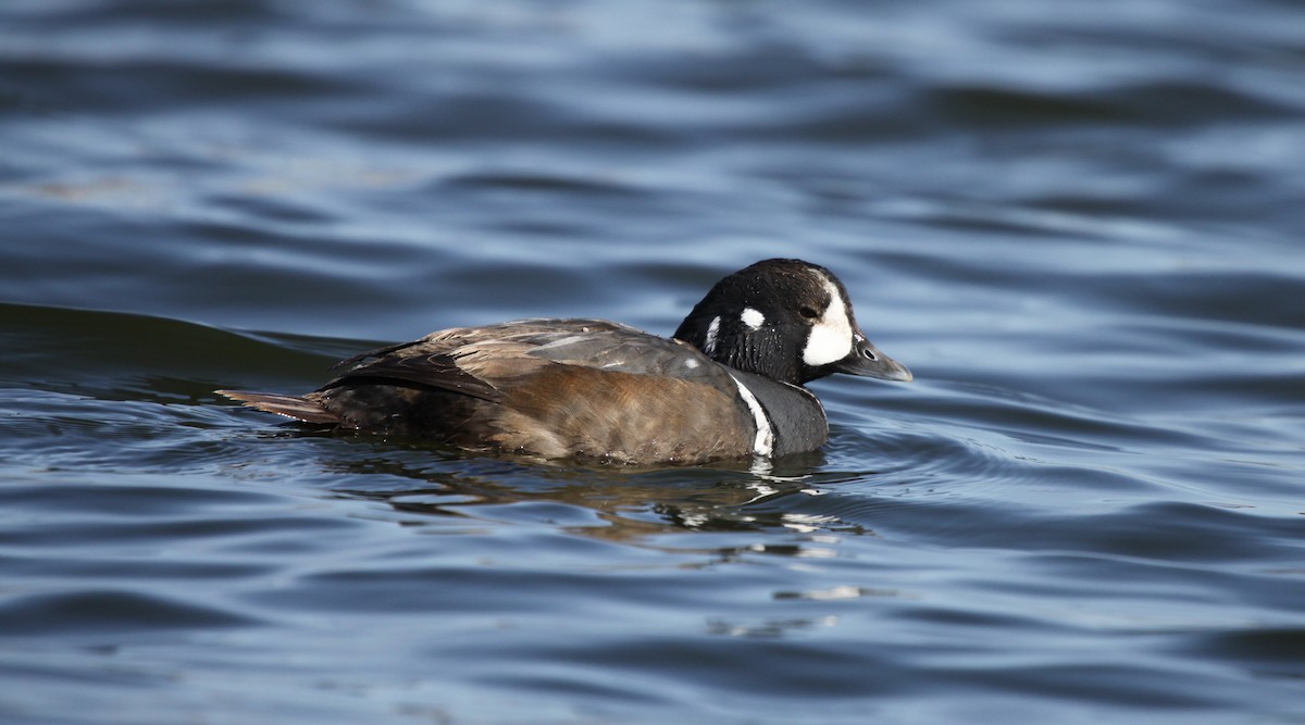 Harlequin Duck - ML228764641