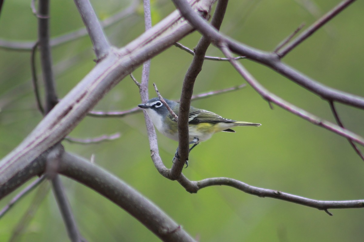 Blue-headed Vireo - John Vassallo