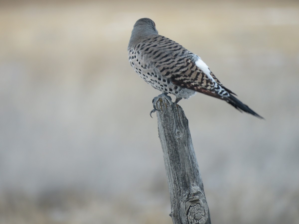 Northern Flicker - Suzi Holt