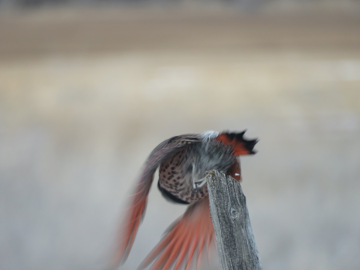 Northern Flicker - ML22876531