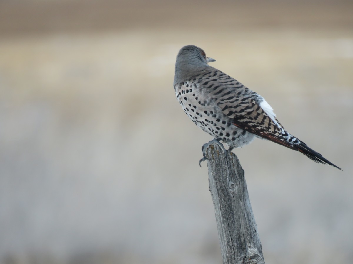 Northern Flicker - ML22876541