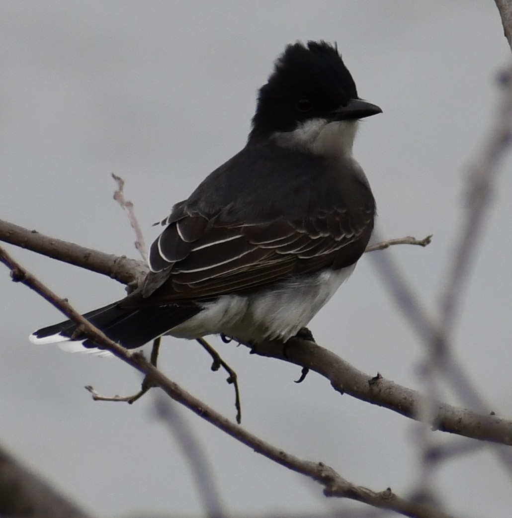 Eastern Kingbird - Edward Clark