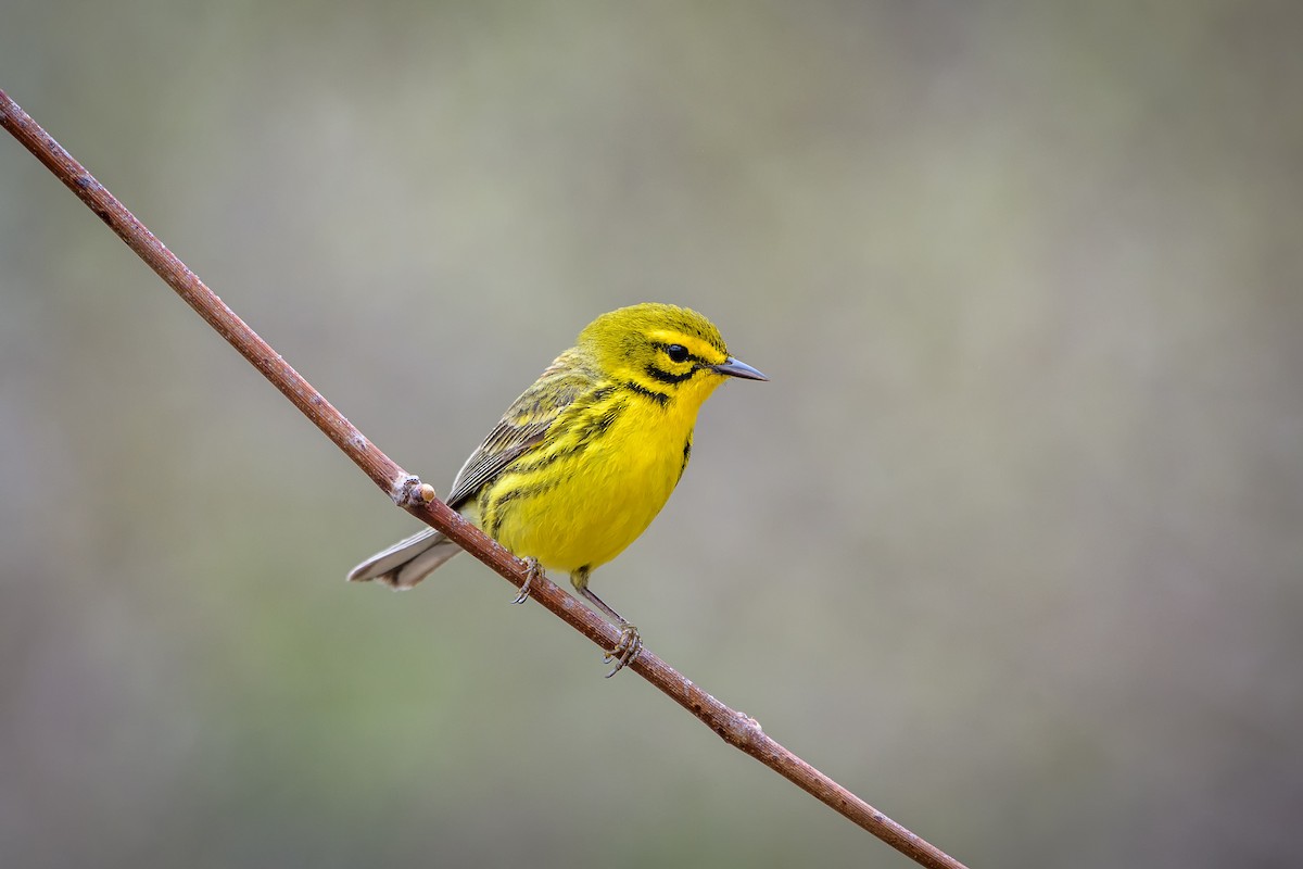 Prairie Warbler - Josh Davidson
