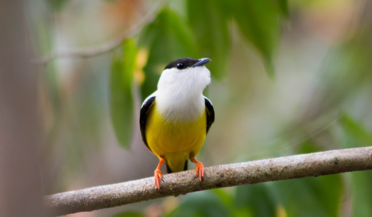 White-collared Manakin - Zhawn Poot
