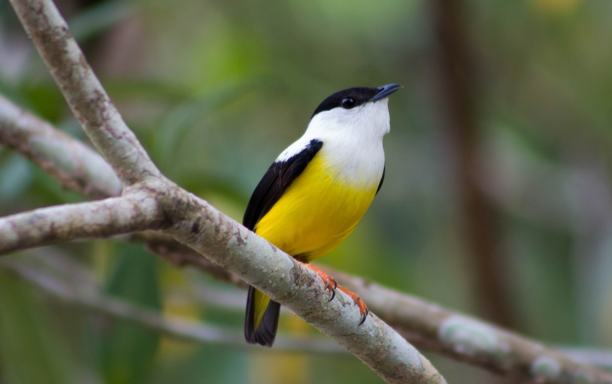 White-collared Manakin - Zhawn Poot