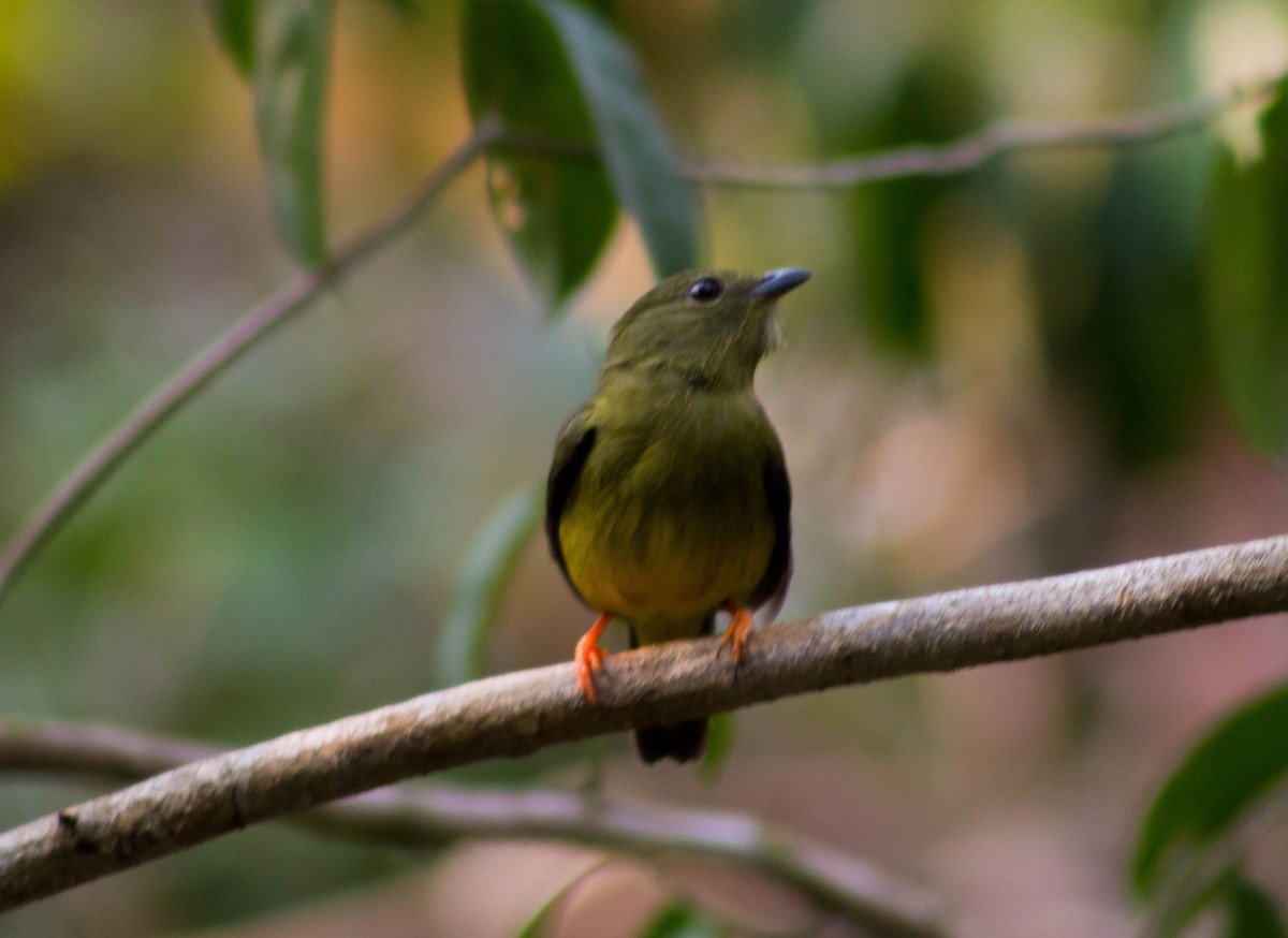 White-collared Manakin - Zhawn Poot
