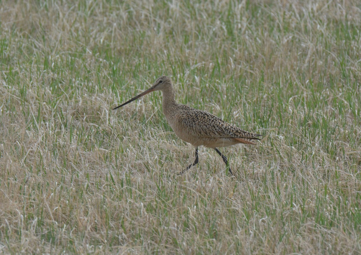 Marbled Godwit - ML228767001