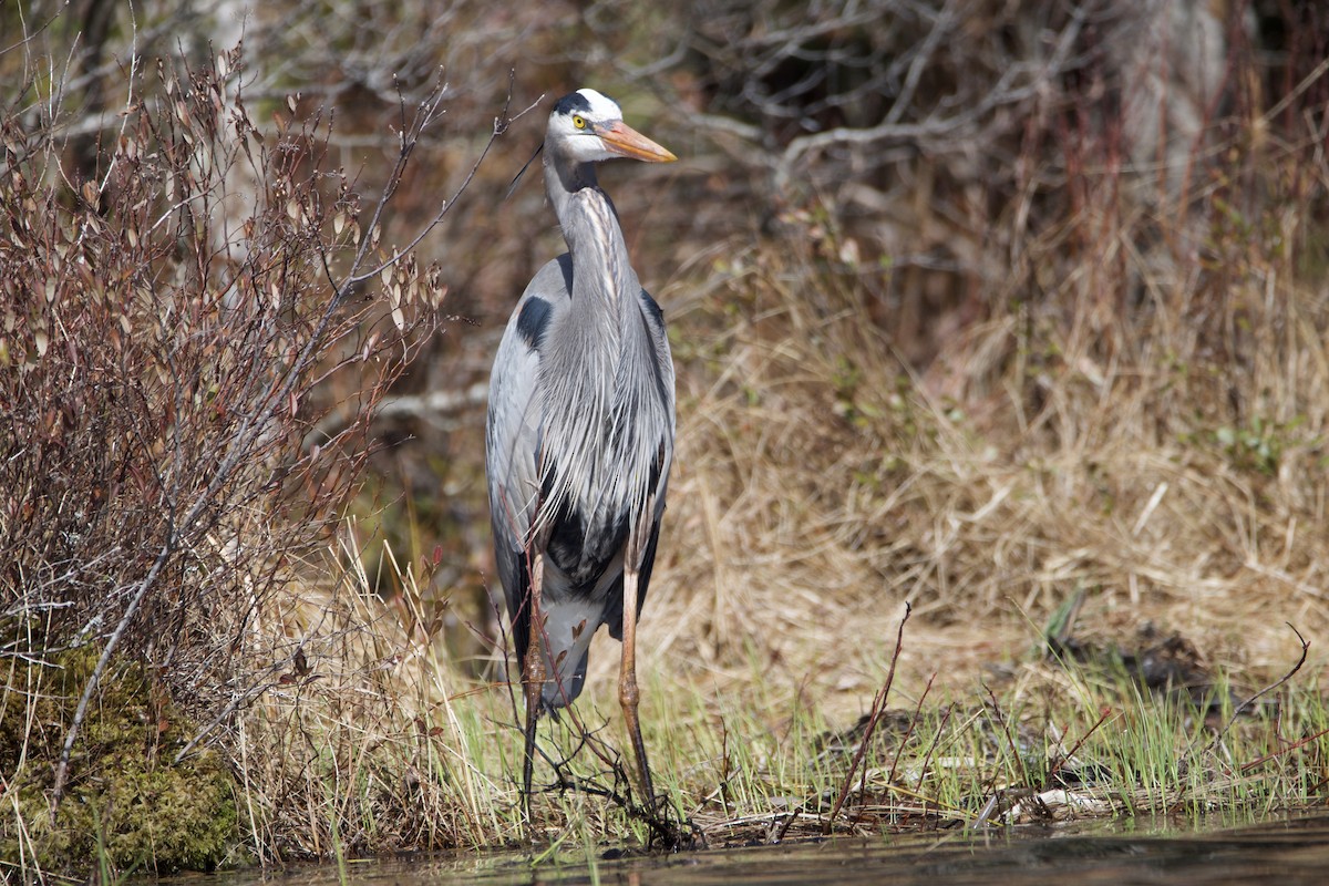 Great Blue Heron - ML228767691